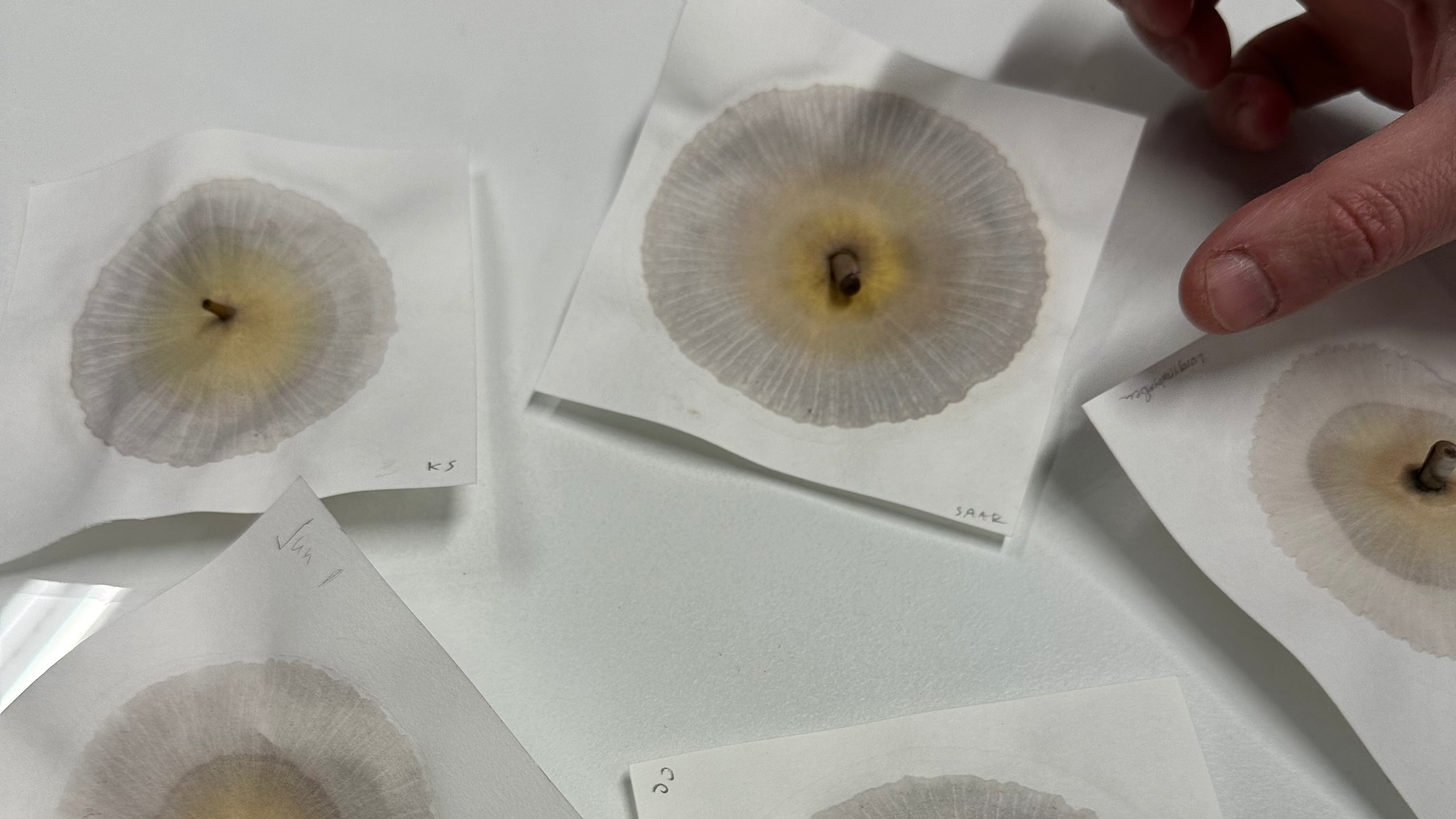 Soil as Image: Experimental Soil Chromatography at Artica Svalbard