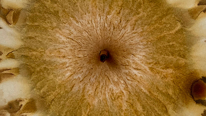 Soil Chromatography Workshop: Second Date Added!
