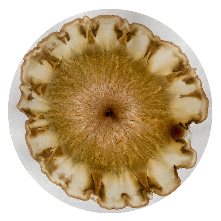 New Soil Chromatography Workshop