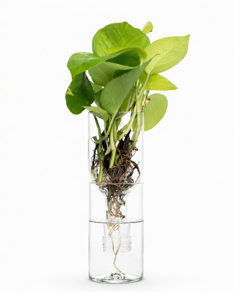 Hydroponic Plant Vessel